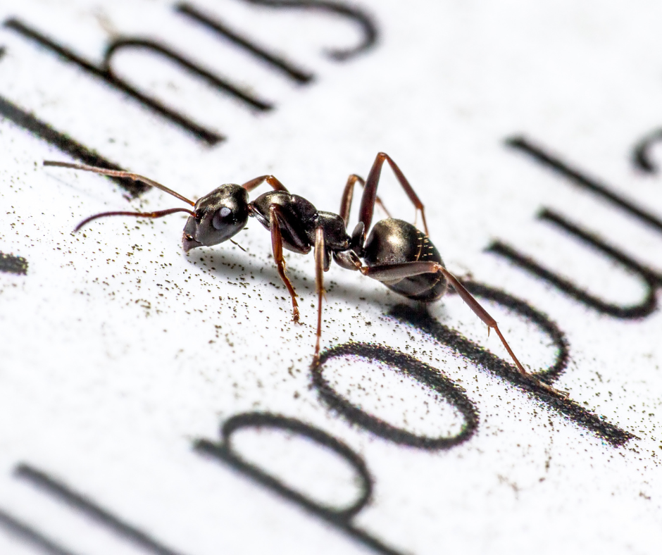 Book Ant 